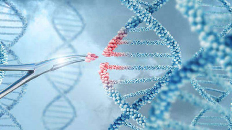 Histórico: secuencian el genoma de 15 variedades de trigo, clave para avanzar sobre genes determinantes