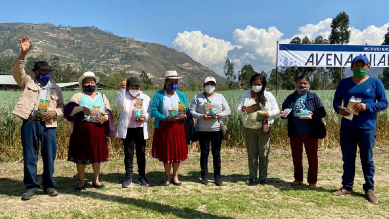 INIAP – FORTALEZA 2020 es la nueva variedad de avena que beneficiará a productores de la Sierra Sur ecuatoriana