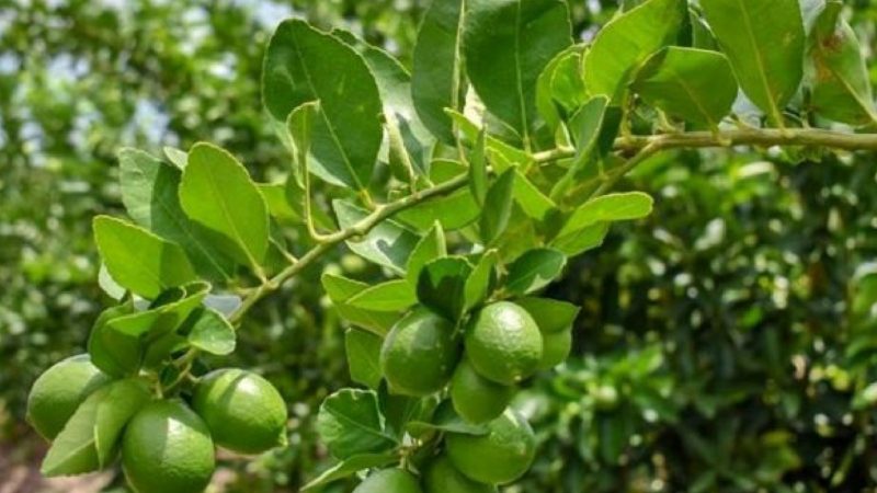 Impulsan el cultivo de limón en Aguascalientes