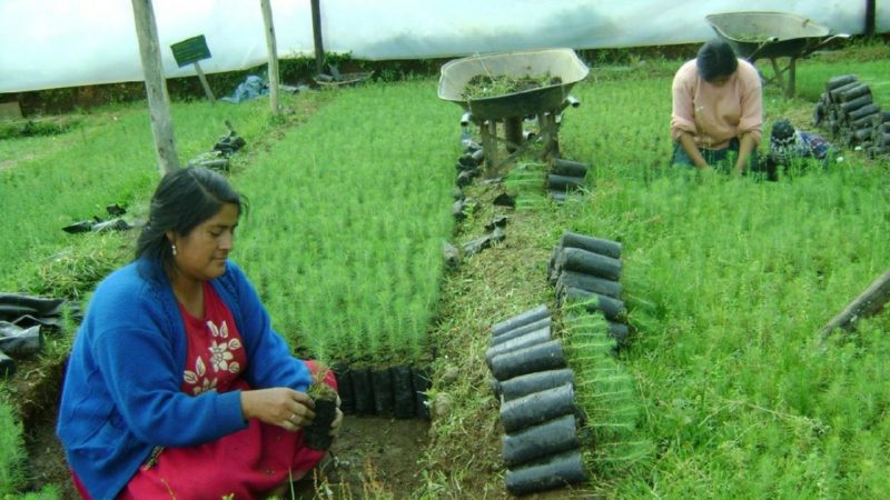 Junín: Se producirán 500,000 plantones forestales de pino, eucalipto y quinual