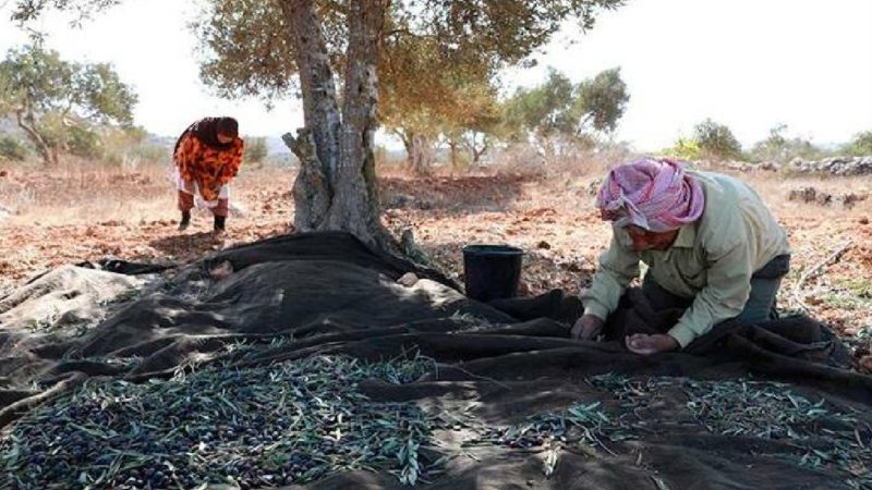 La ONU pide proteger a los recolectores palestinos de los colonos israelíes
