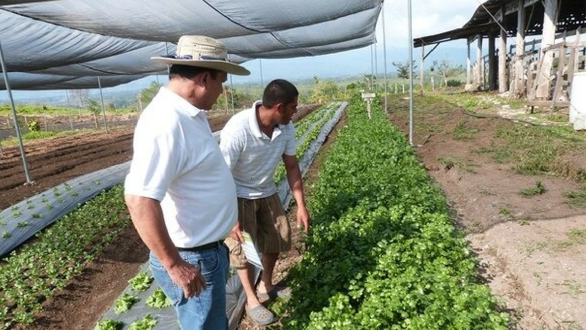 Más de la mitad de las fincas productivas de Costa Rica son de agricultura familiar