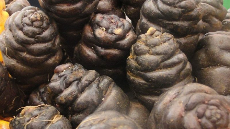 Mashua posee compuestos anticancerígenos, neuroprotectores y regeneradores celulares