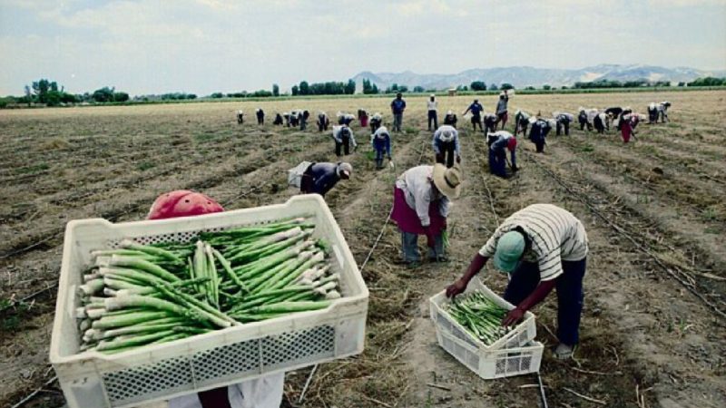 México se consolida como productor mundial de alimentos