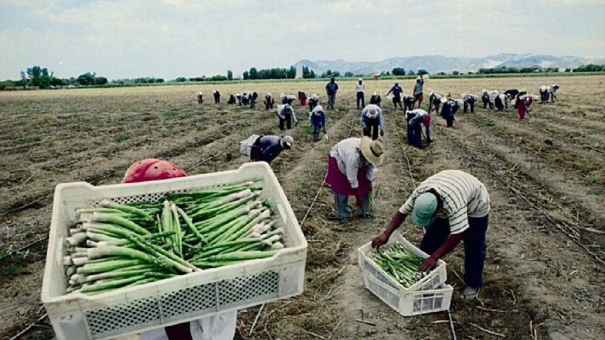 México se consolida como productor mundial de alimentos