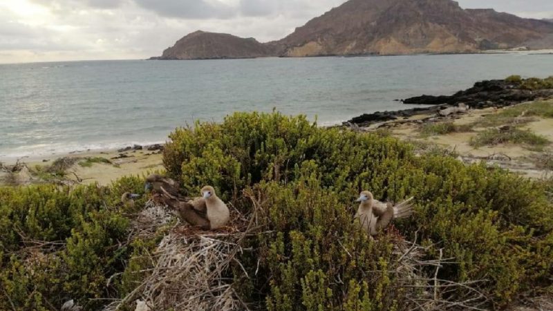 Monitoreo de nidos de piqueros patas rojas en Punta Pitt