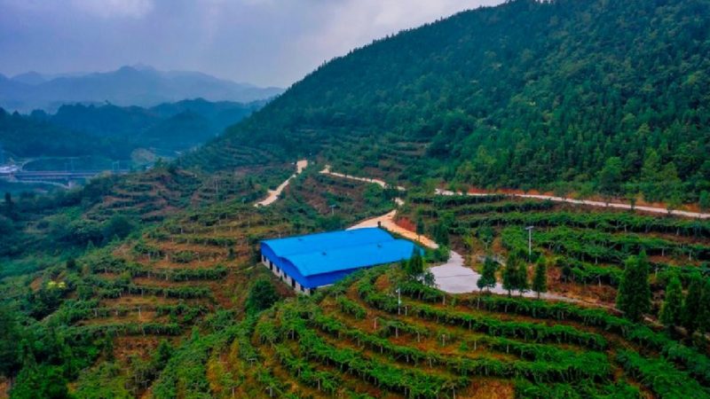 Nuevas tecnologías transforman la milenaria agricultura  cultura China