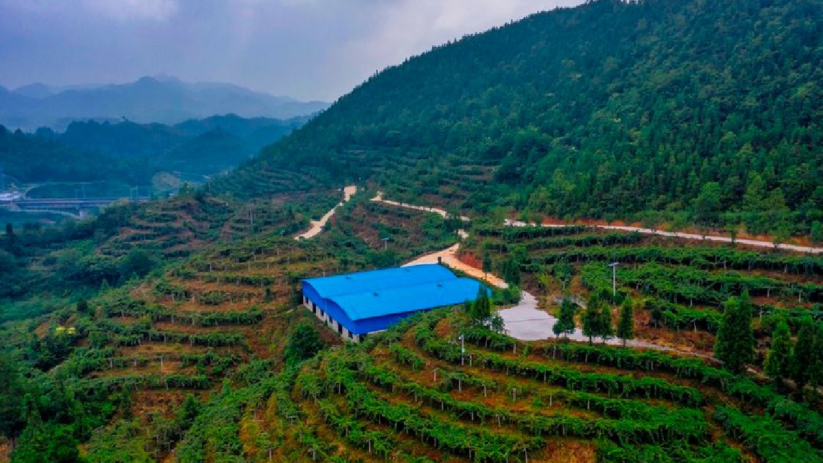 Nuevas tecnologías transforman la milenaria agricultura  cultura China