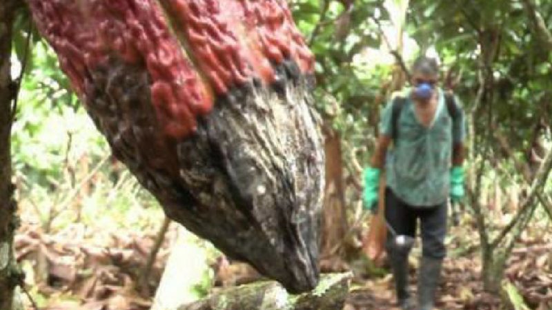 Plagas en el cacao impactan negativamente a campesinos
