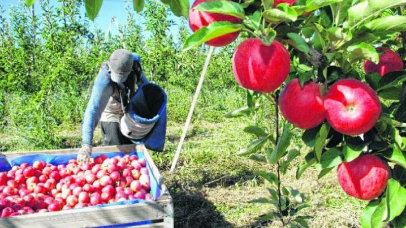 Productores frutícolas de Río Negro y Neuquén buscan otros mercados internacionales