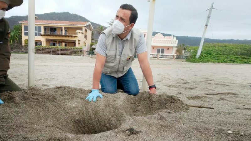 Se monitorea las zonas de anidación de tortugas en Manabí