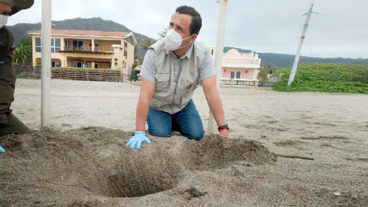 Se monitorea las zonas de anidación de tortugas en Manabí