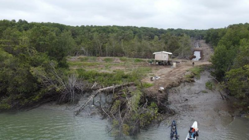 Tala de manglar en el golfo de Guayaquil