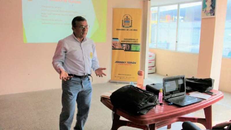 Técnicos brindan capacitación de cultivo de plátano a campesinos de Mocache