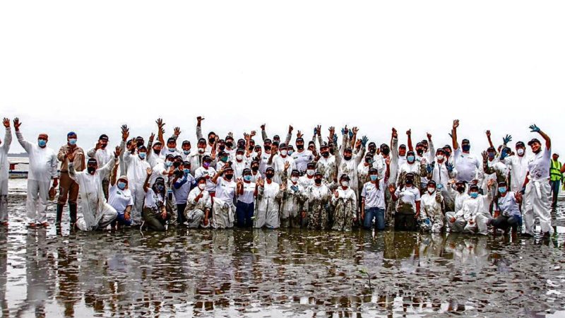 2.000 plantas de mangle rojo fueron sembradas en El Morro (3 de diciembre)