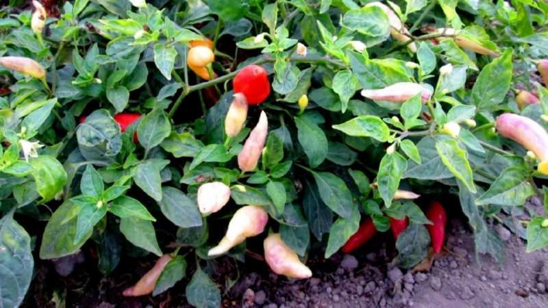 Analizan ADN del ají y el pepino dulce para mejorar potencial genético