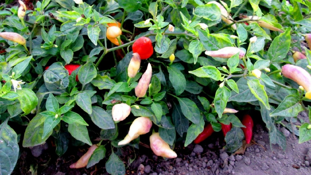 Analizan ADN del ají y el pepino dulce para mejorar potencial genético