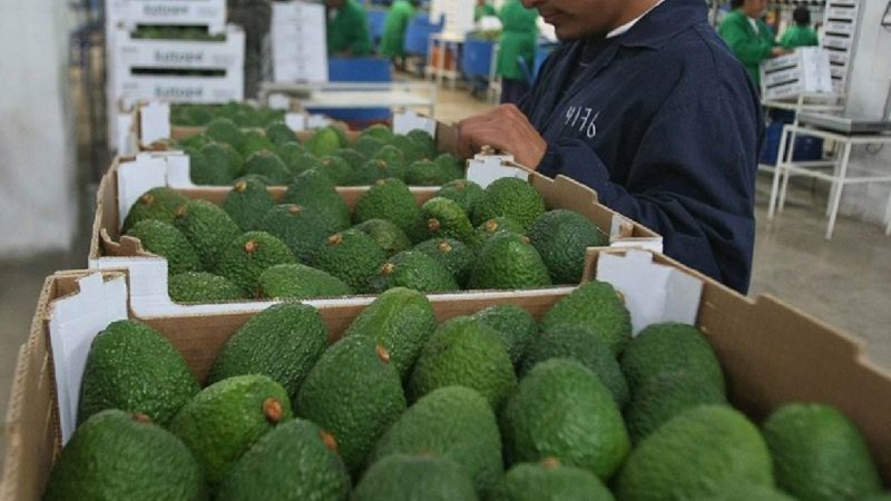 Antioquia busca que mitad de productores de aguacate estén listos para exportar