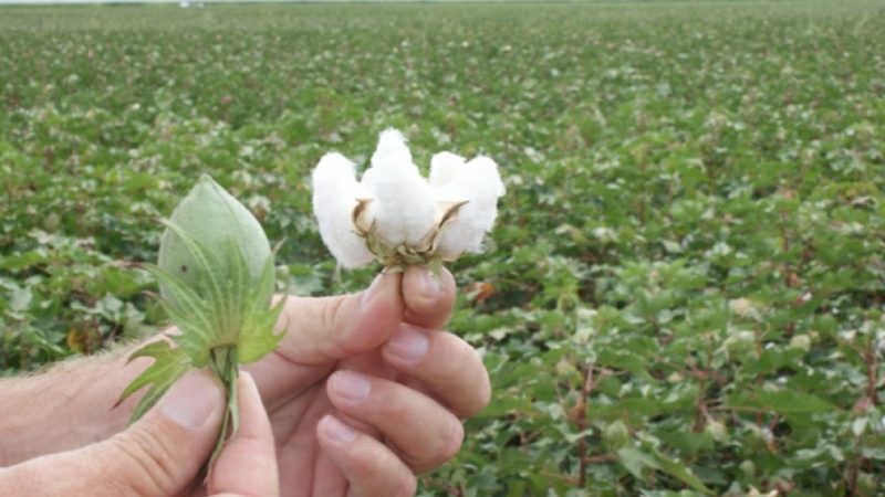 Australia busca opciones para su algodón en el sudeste asiático
