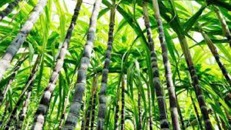 Brasil tendrá la segunda mejor cosecha de caña de azúcar de su historia y destinará un 53,8% a la producción de etanol