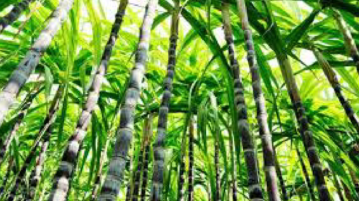 Brasil tendrá la segunda mejor cosecha de caña de azúcar de su historia y destinará un 53,8% a la producción de etanol