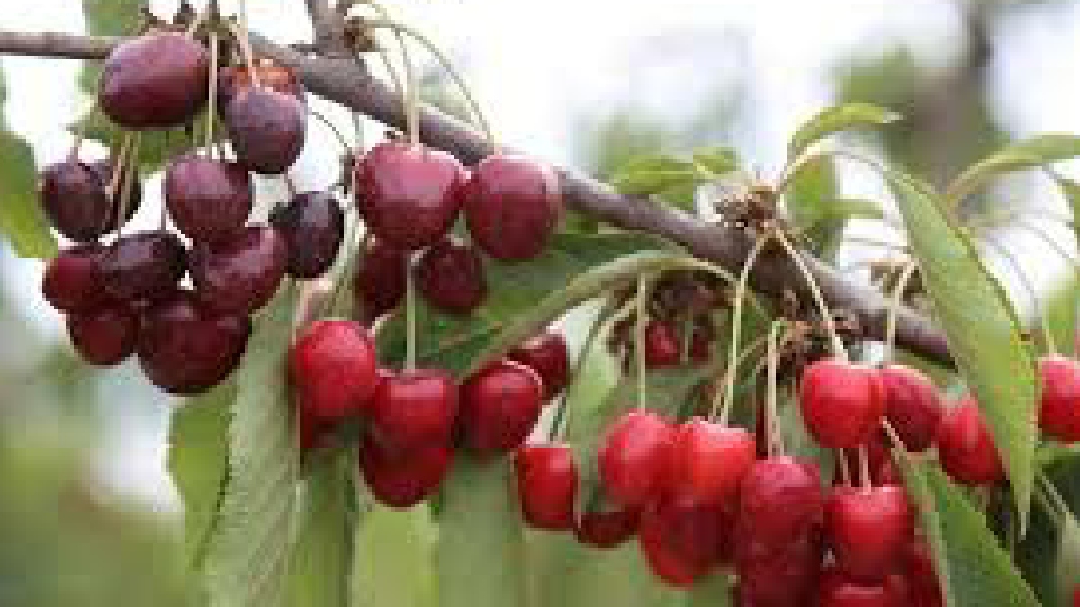 “Chile va a tener sus propias variedades que conquistarán los mercados internacionales”