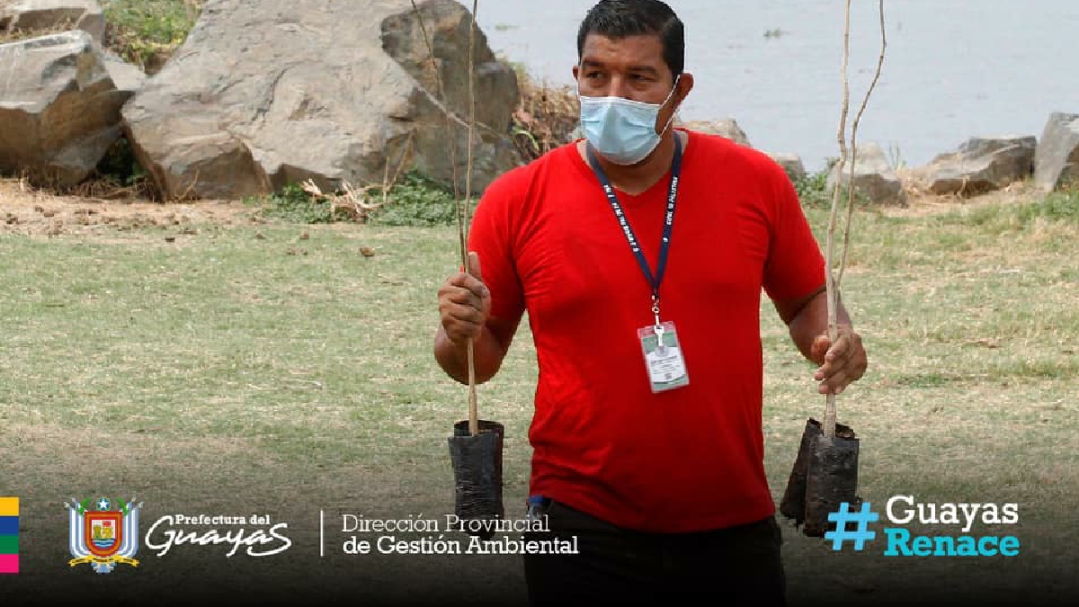 Continúa fase de reforestación de árboles nativos