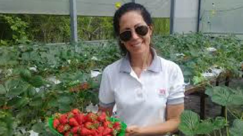 Cultivo en sustrato e hidroponía: una tecnología en auge