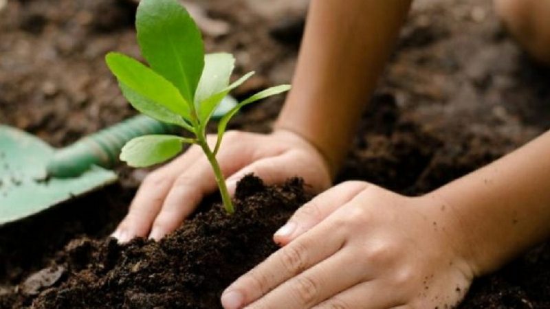 El Día Mundial del Suelo destaca la función de la biodiversidad del suelo para impulsar la producción de alimentos y la nutrición