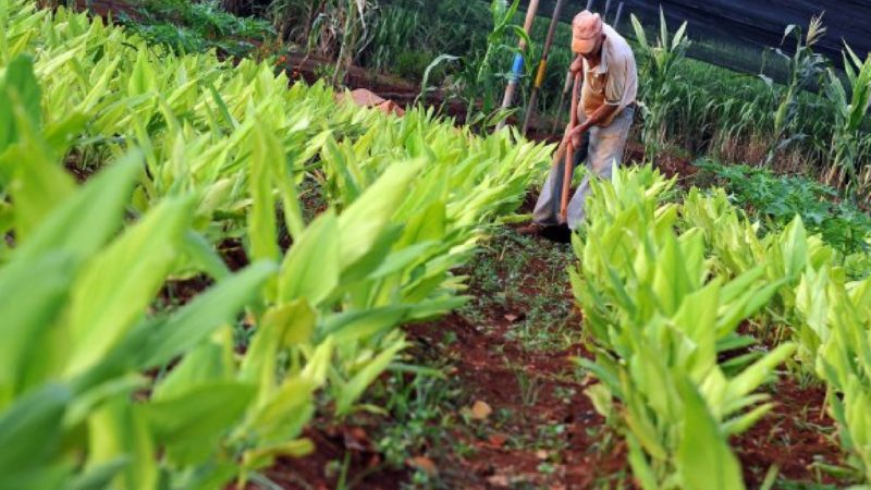 El IICA y el Rattan Lal lanzarán plan para proteger los suelos de América