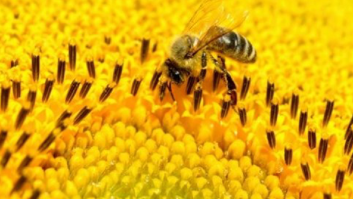 El programa ‘Operación Polinizador’ se presentará en 2022 e incrementará el rendimiento de la agricultura en 24 por ciento