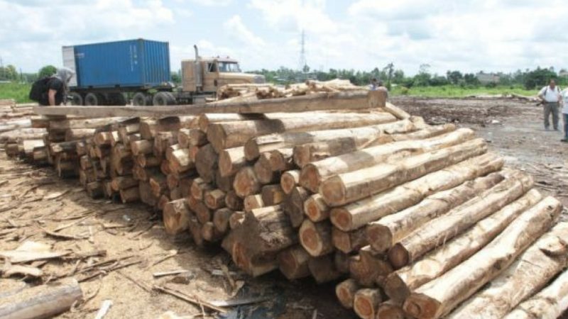 Exportaciones agrícolas generaron ingresos a Panamá en 2020