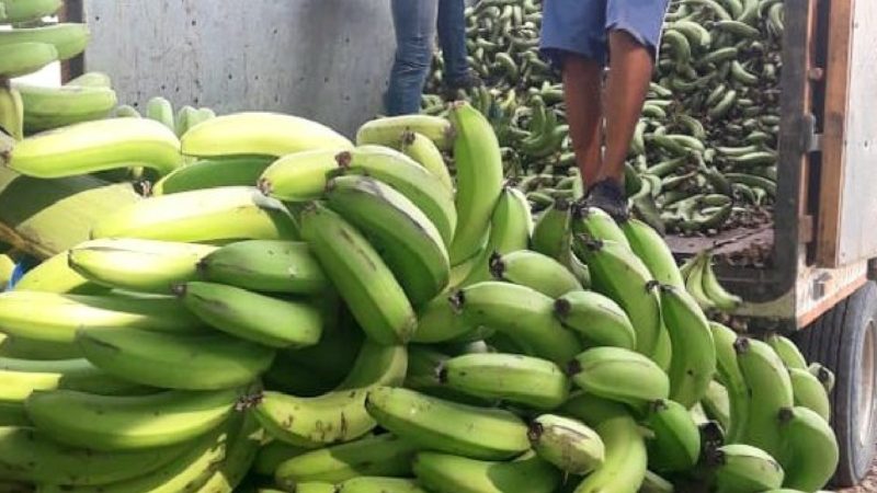 Ganaderos de Manabí reciben alimento para sus animales