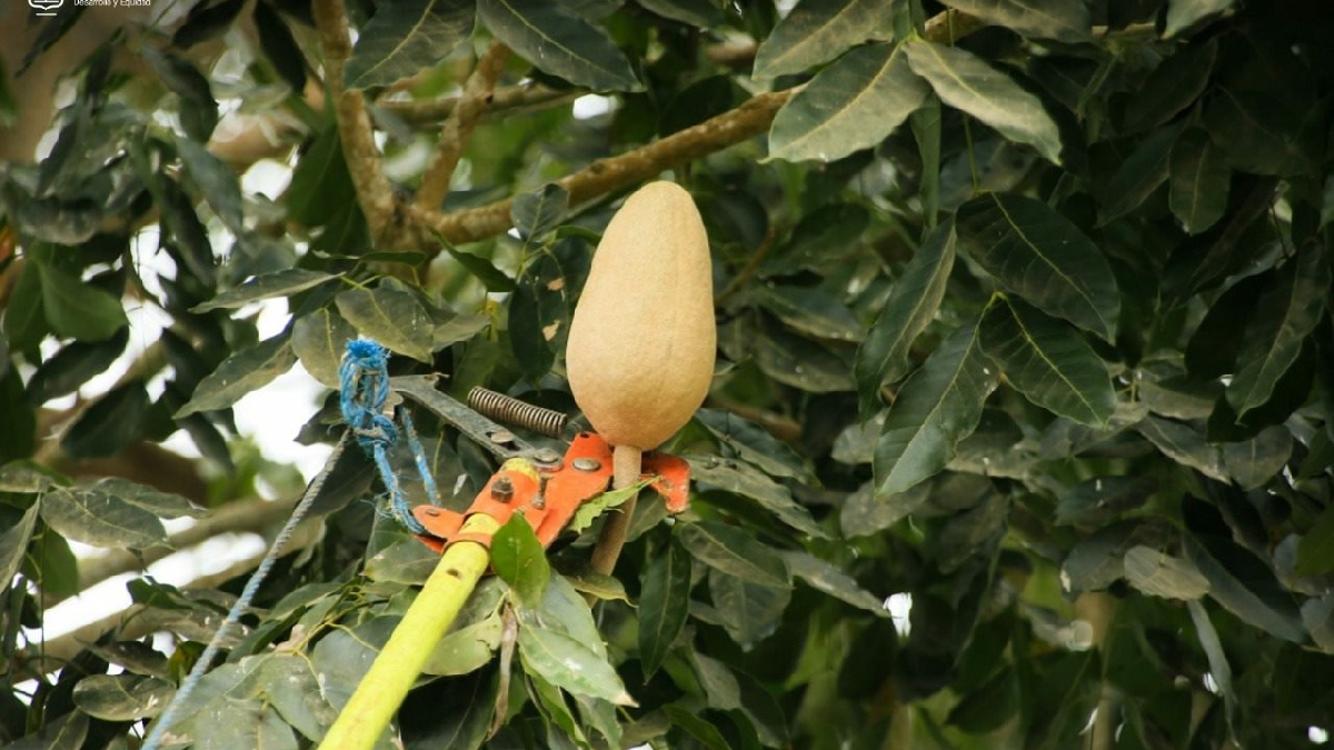 Gobierno realiza recolección de semillas de Caoba