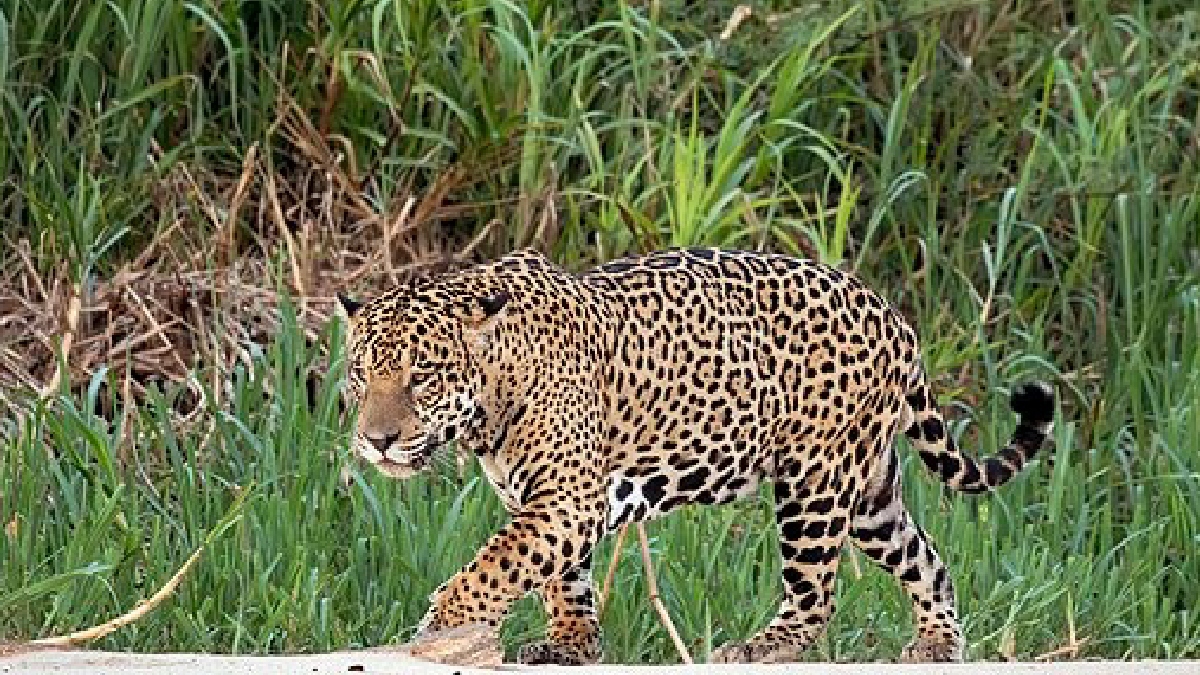Gobiernos de América Latina y organizaciones ambientalistas internacionales buscan proteger al jaguar