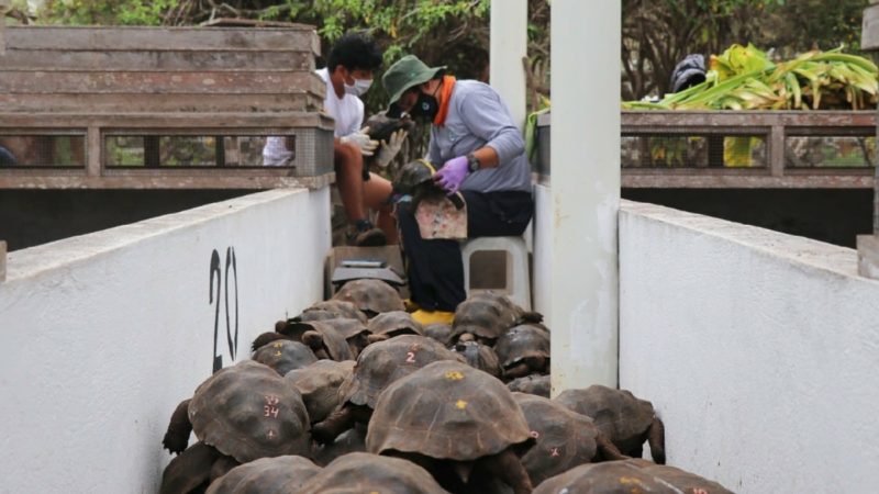 Guardaparques controlan el estado de las tortugas en los centros de crianza