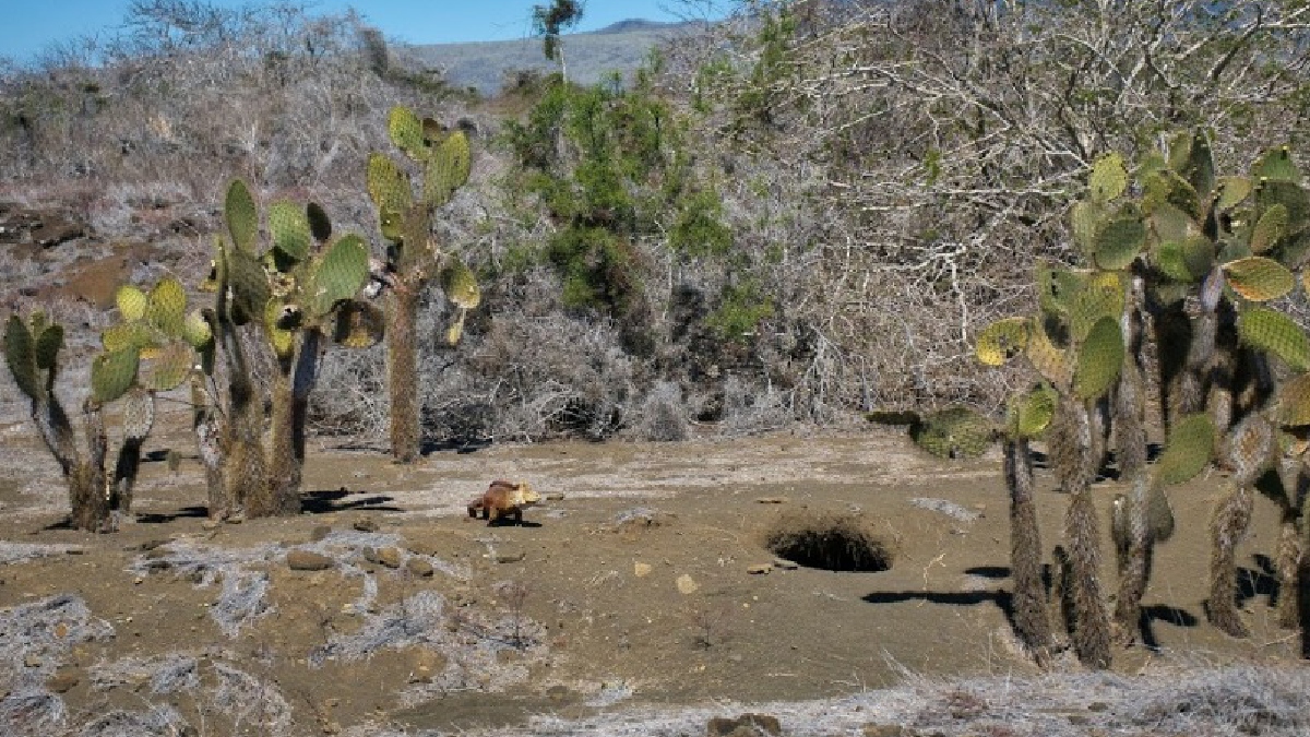 Las iguanas terrestres contribuyen con la restauración ecológica de las islas Santiago y Seymour Norte