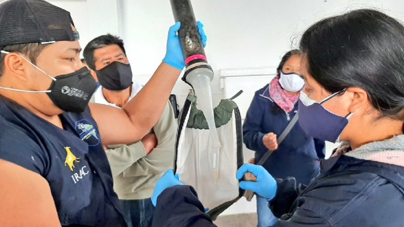 MAG entrega pajuelas para mejorar la genética del ganado en el cantón Mejía