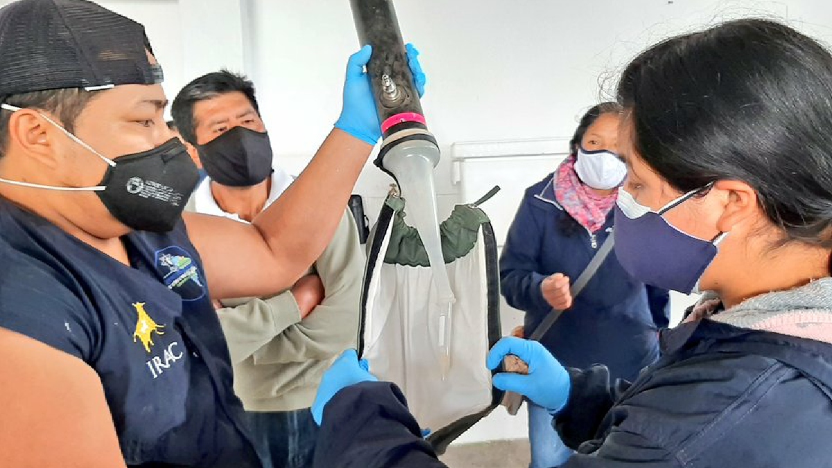 MAG entrega pajuelas para mejorar la genética del ganado en el cantón Mejía