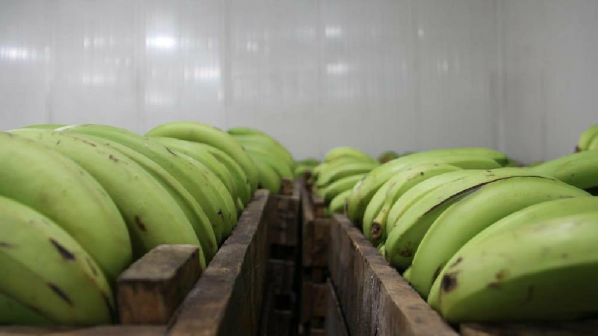 MAG realiza capacitaciones  en Buenas Prácticas Agropecuarias a productores de banano de El Oro