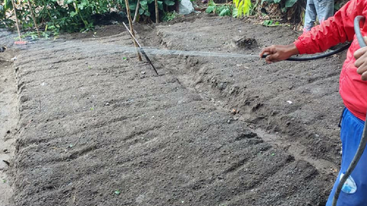 Prefectura implementa semilleros de hortalizas