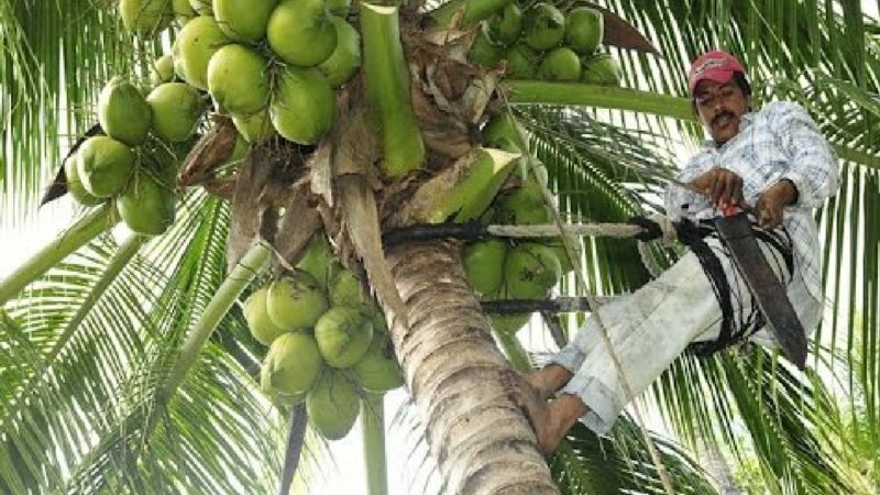 Se inicia segunda etapa del proyecto de apoyo a la industria del coco en el Caribe