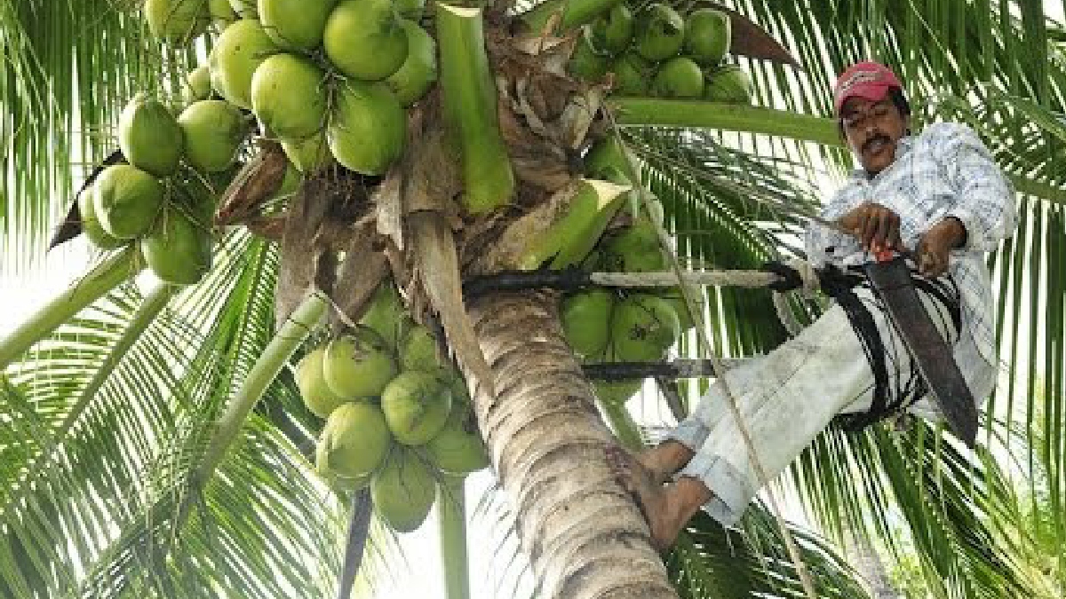 Se inicia segunda etapa del proyecto de apoyo a la industria del coco en el Caribe