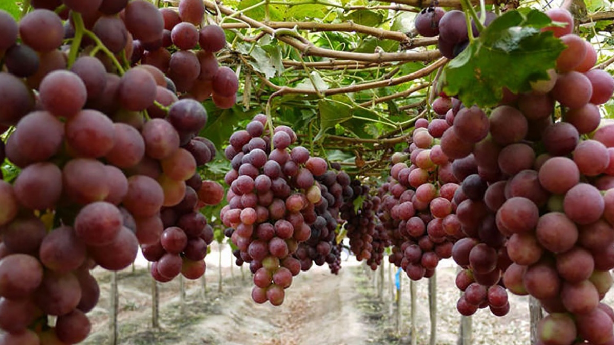 Senasa certificó más de 3,000 toneladas de uva de exportación