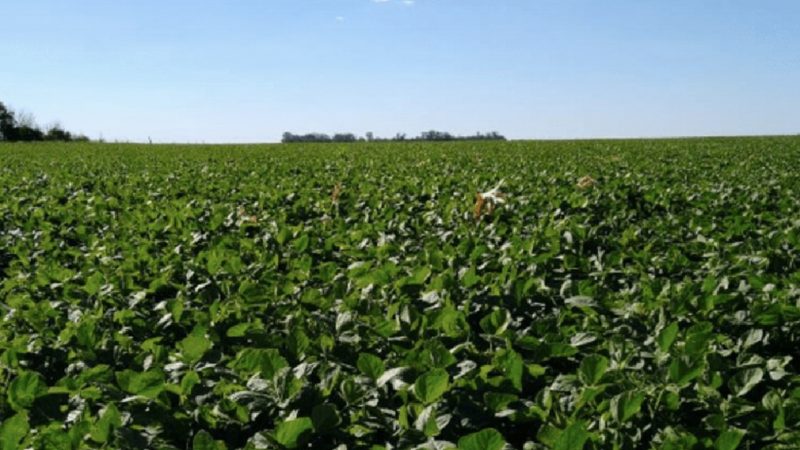 Soja: la falta de humedad en el centro y norte del área agrícola pone en riesgo la estimación de 17,2 MHa