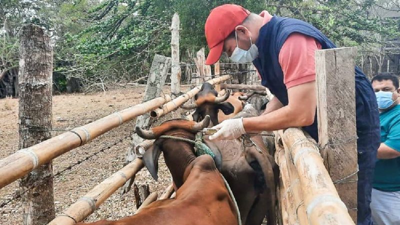Técnicos brindan asistencia veterinaria en Mocache
