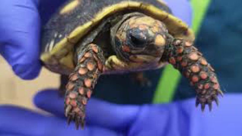 Tortugas protegidas incautadas en El Loa fueron devueltas a Bolivia