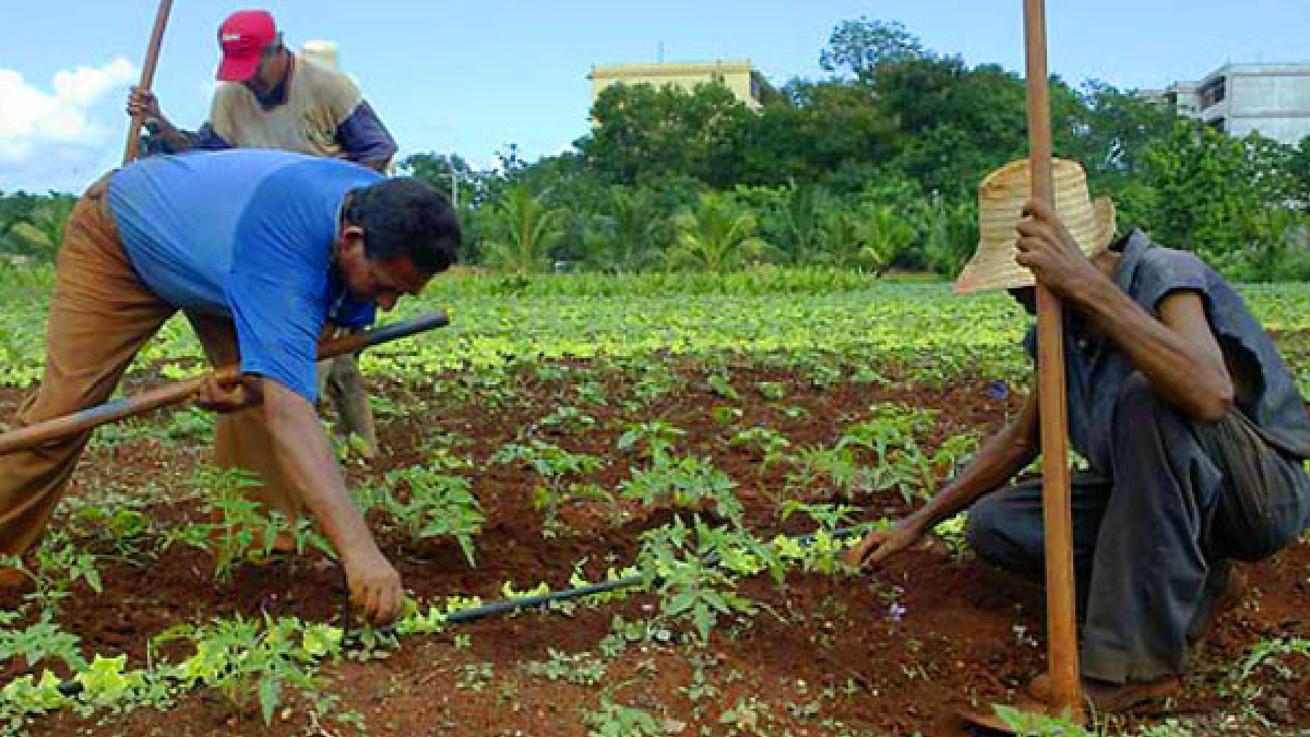 Agricultura cubana requiere invertir a un ritmo de 900 millones de pesos por año