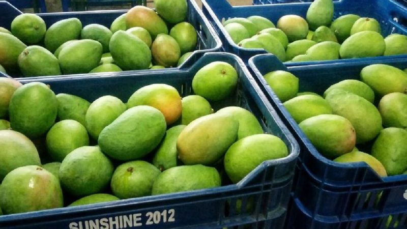 Áncash apertura Campaña de Exportación de Mango 2021