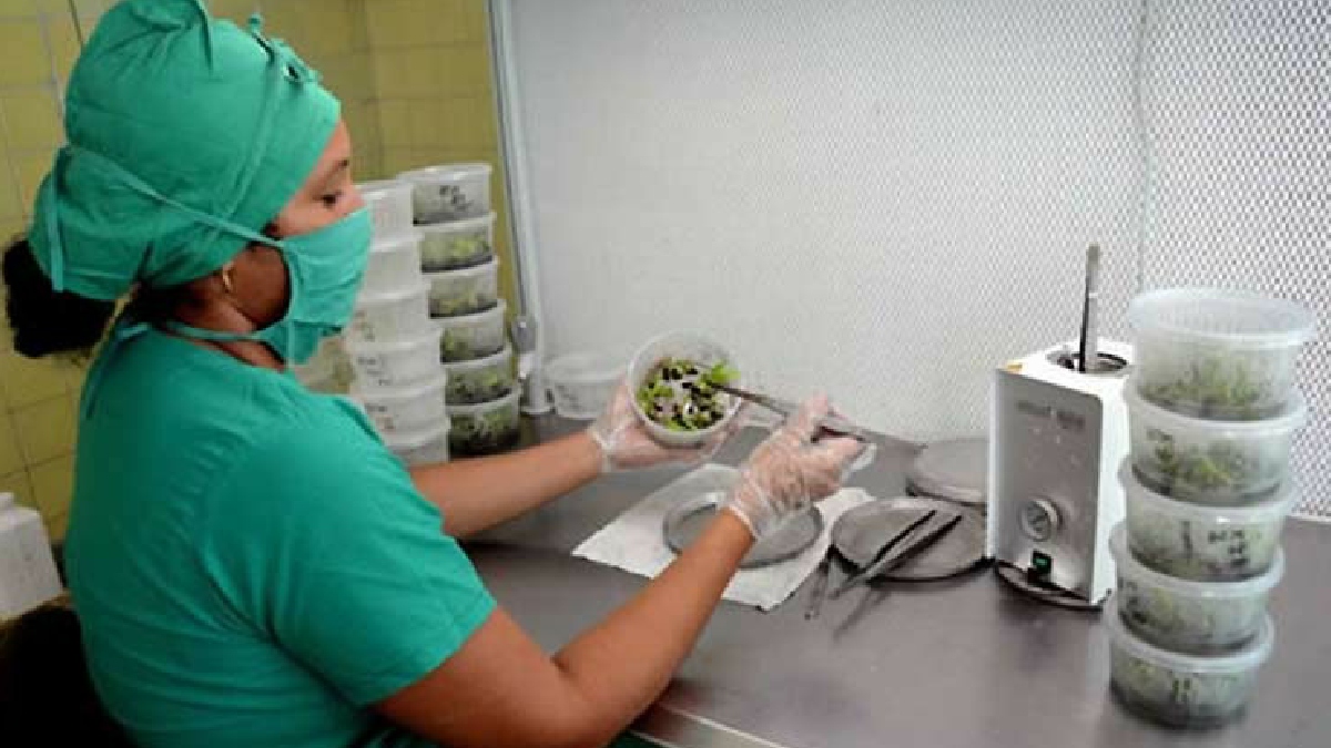 Convenios científicos para impulsar producción de alimentos en Cuba